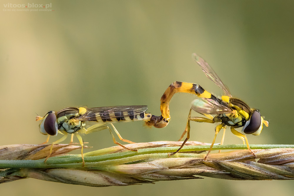 Fot. Witold Ochał, kuliboda, bzyg
