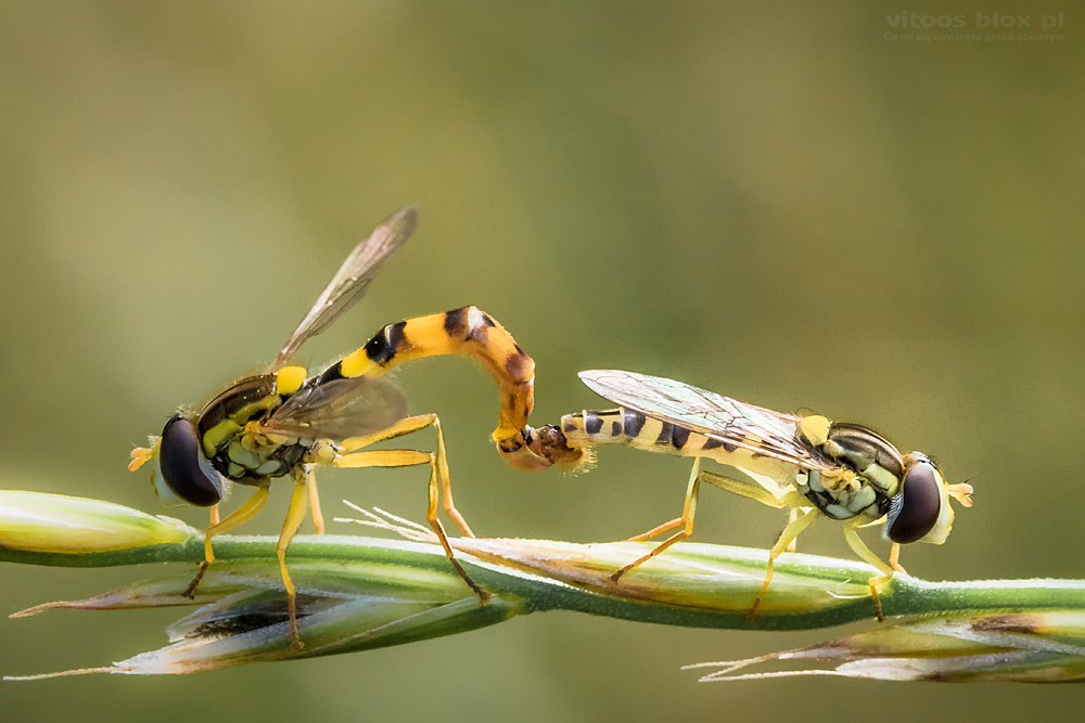 Fot. Witold Ochał, kuliboda, bzyg