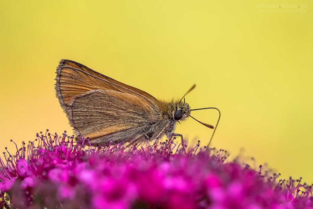 Fot. Witold Ochał, makrofotografia, motyle