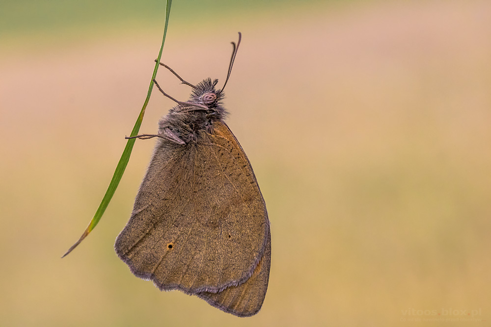 Fot. Witold Ochał, makrofotografia, motyle