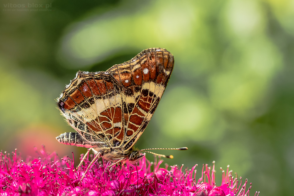 Fot. Witold Ochał, makrofotografia, motyle