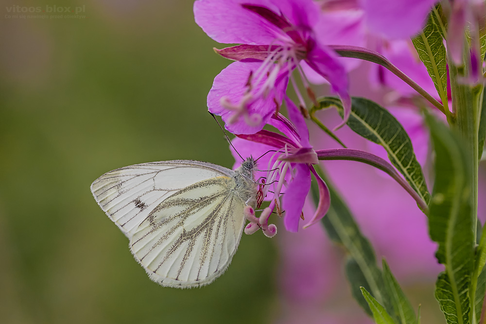 Fot. Witold Ochał, makrofotografia, motyle